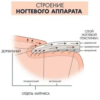 Что такое матрикс ногтя