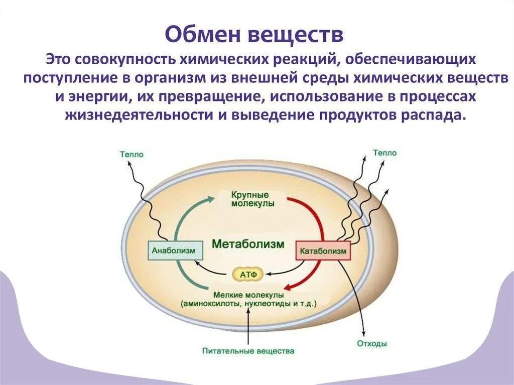 Обмен веществ и энергии в организме схема. Процессы обмена веществ в организме человека. Обмен веществ это процесс поступления веществ в организм.