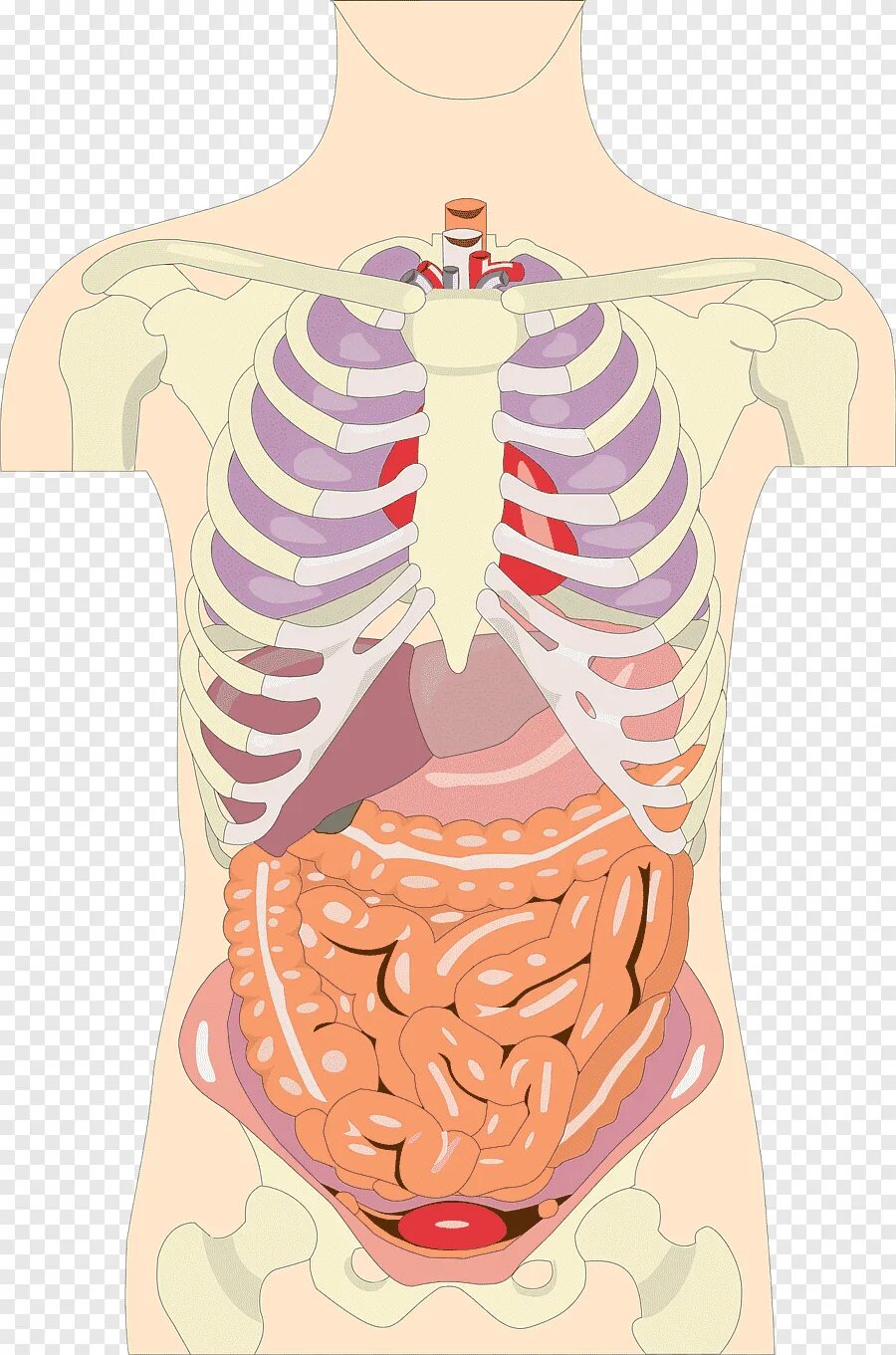 Органы человека картинка. Внутренние органы. Внутренниеиорганы человека. Органы человека. Тело человека внутренние органы.