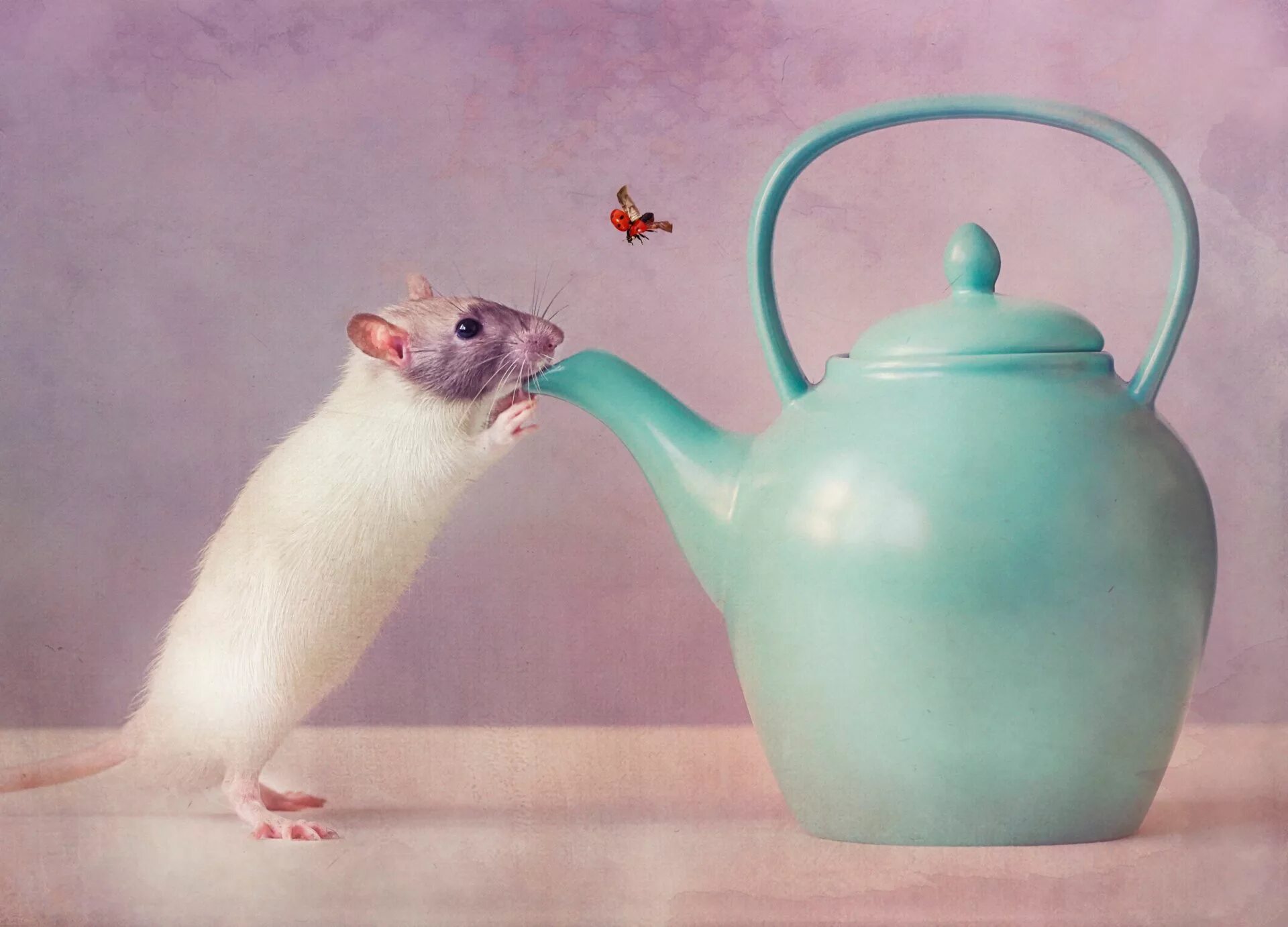 Мышь. Крыса в кружке. Мышь в чайнике. Обои с крысами.
