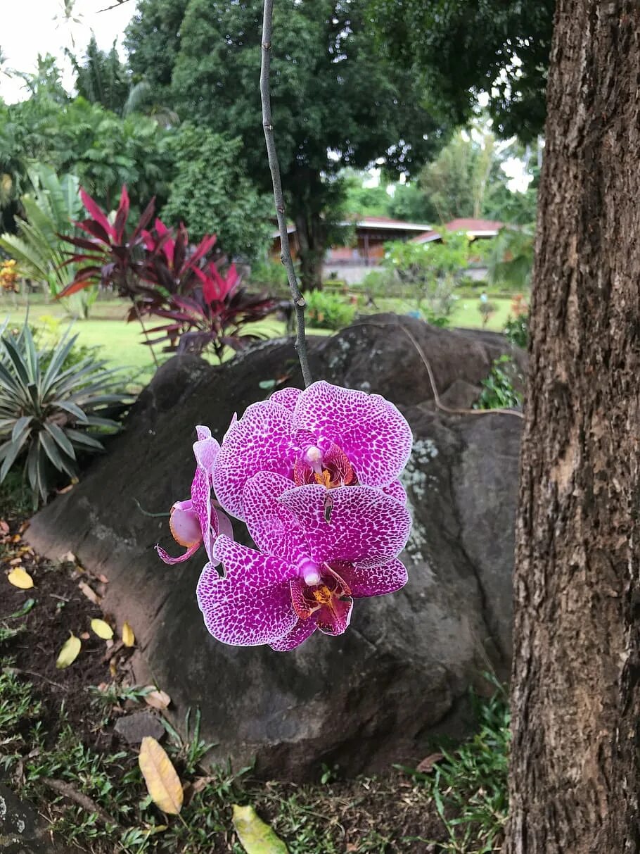 Как растут орхидеи в дикой. Орхидея эпифит. Эпифиты орхидеи фаленопсис. Орхидея фаленопсис в дикой природе. Эпифиты Южной Америки.