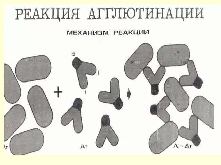 Реакция агглютинации антиген