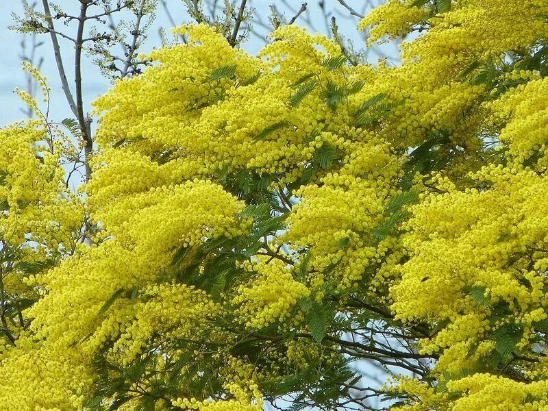 Цветение мимозы в абхазии. Мимоза цветет в сочи. Цветение мимозы в абхазии. Цветение мимозы в абхазии. Мимоза цветет в абхазии.