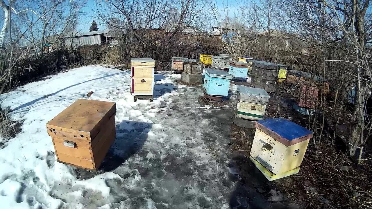 Пчелы весной после зимовки. Очистительный облет пчел. Весенний облет пчел. Первый облет пчел. Весенний очистительный облет.