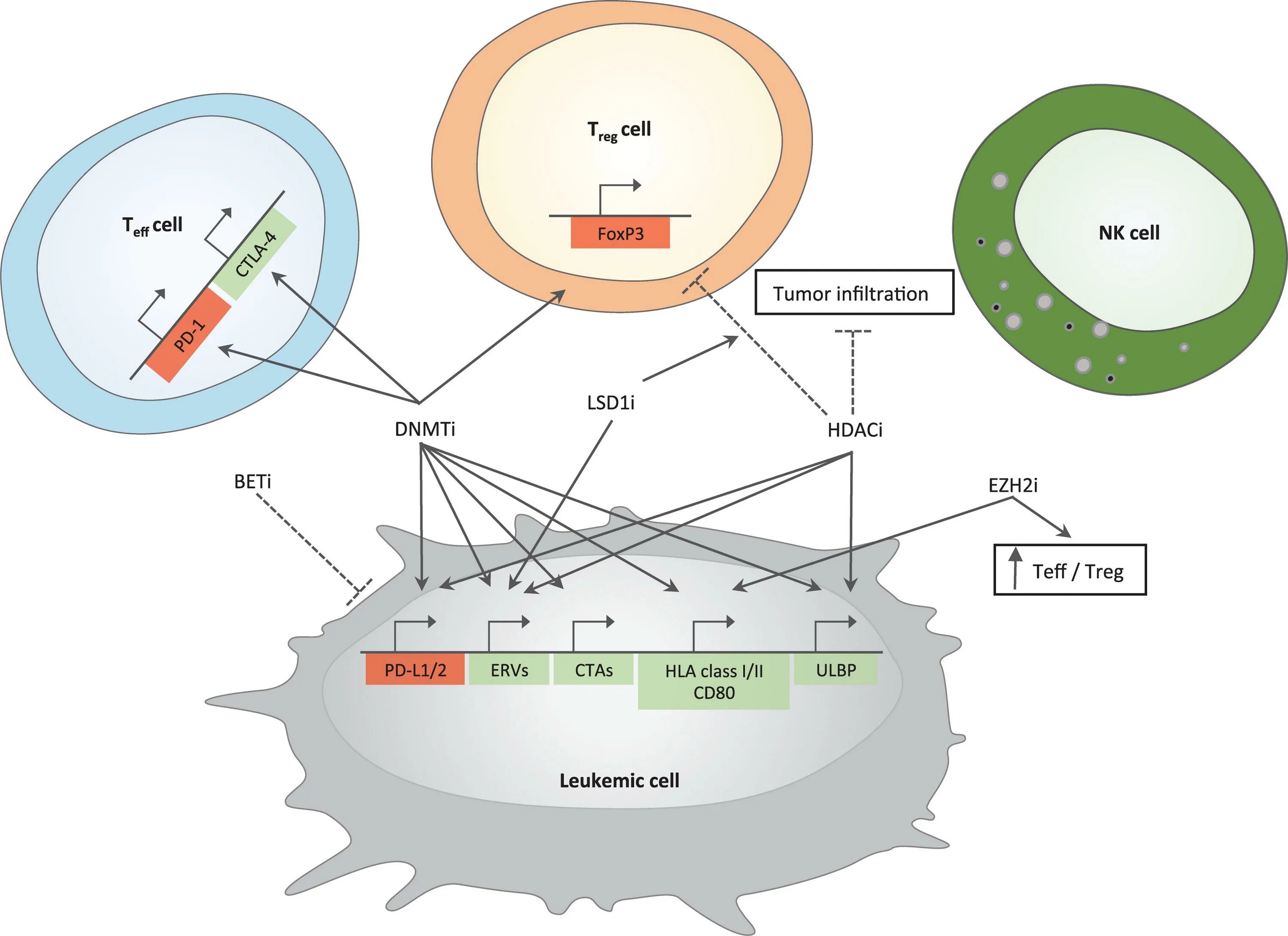 Cell effect. Antitumor Immunity. Janssen epigenetic Serum. Antitumor immune Mieloid infiltrate. Smc5/6 epigenetic HBV.