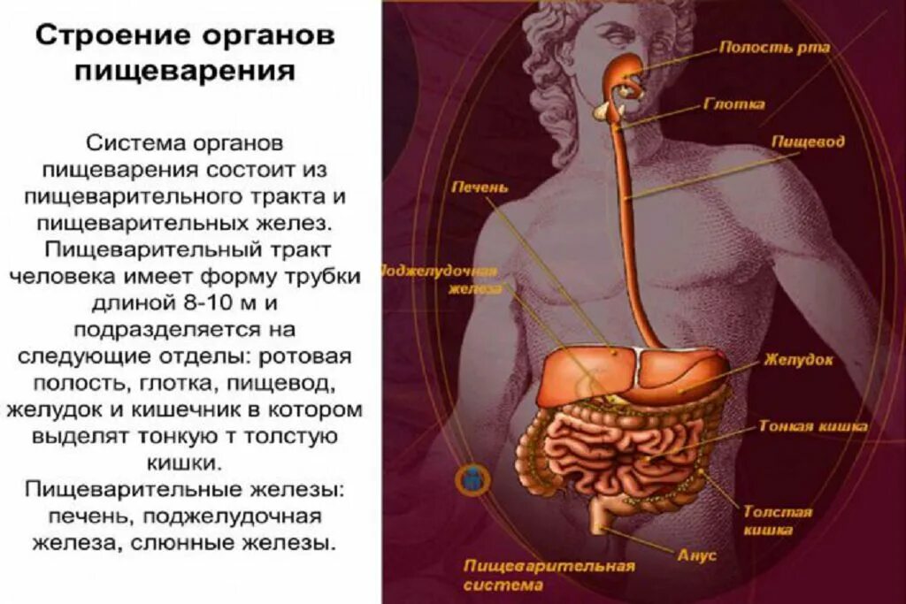 Структура строения человека. Пищеварение строение пищеварительной системы. строение внутренних органов пищеварительной системы. схема органов пищеварения анатомия. внутреннее строение пищеварительных органов человека.