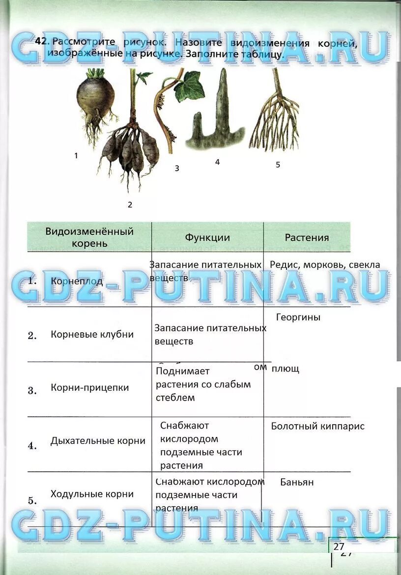 Видоизменение корня таблица 6 класс биология. Таблица по биологии корнеплоды, корневые клубни. Биология 6 класс таблица корни