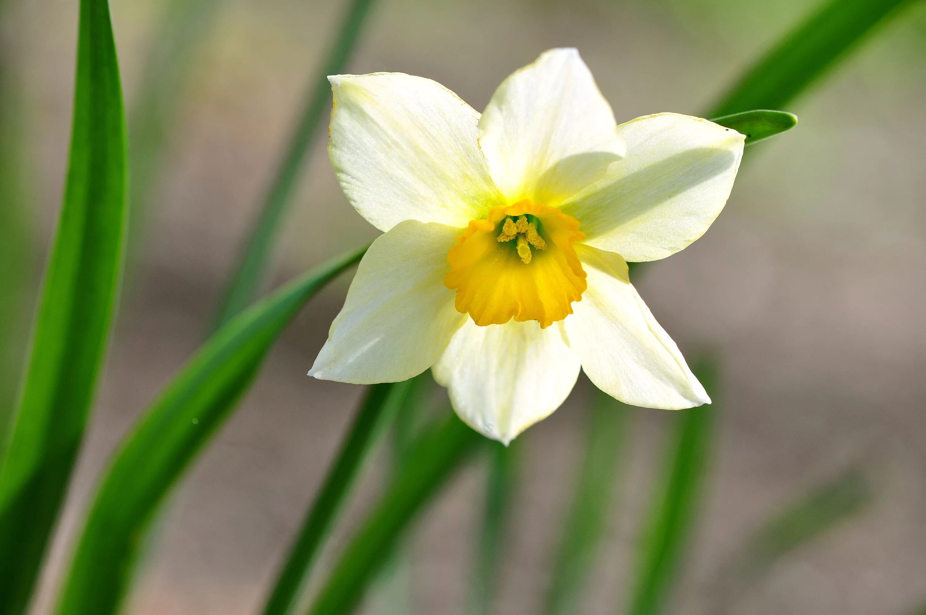 Нарцисс какое растение. Daffodil Нарцисс. Многоцветковый желтый Нарцисс. Cassata Нарцисс. Нарцисс (Narcissus).