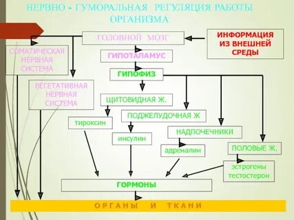 Схема гуморальной регуляции метаболизма