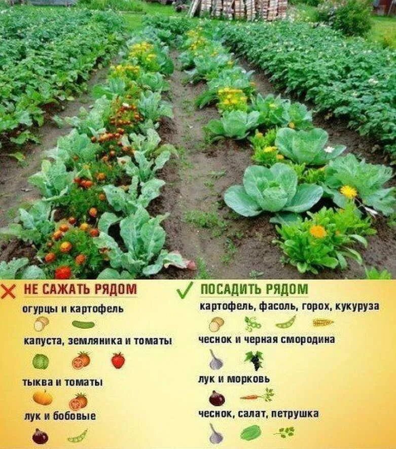 В какое место сажать