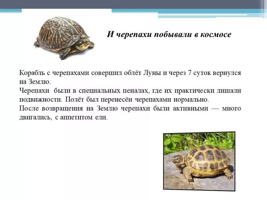 Какие животные облетели луну. Черепахи в космосе. Черепахи побывавшие в космосе. Животные в космосе черепахи. Черепахи летали в космос.