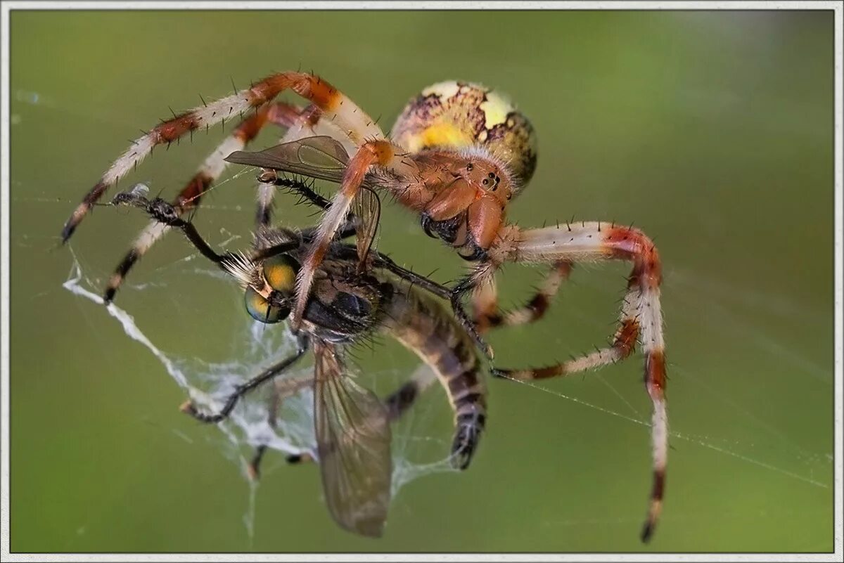 Пауки-кругопряды – Araneidae. Паук кругопряд крестовик. Паук крестовик хищник. Паук мраморный кругопряд.