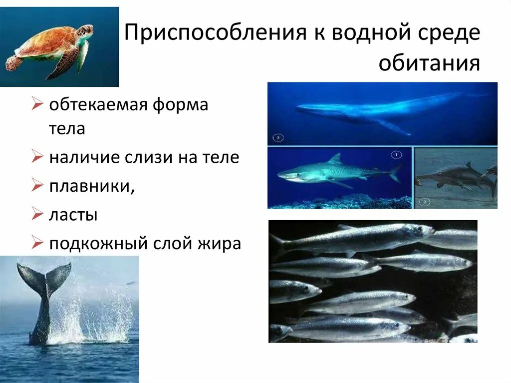 Приспособление живых организмов в океане. Приспособления к водной среде. Водная среда обитания. Приспособления животных к водной среде. Приспособления к водной среде обитания.