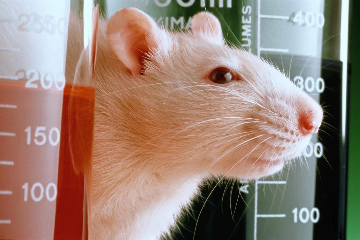 Animal lab. Мыши в лаборатории. Опыты на мышах. Лабораторные животные. Защита лабораторных животных.
