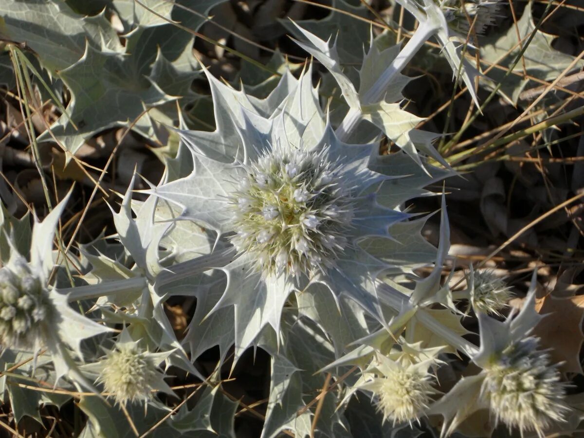 Edit free photo of Naturopathic,closeup,marianum,green,flowers - needpix.com