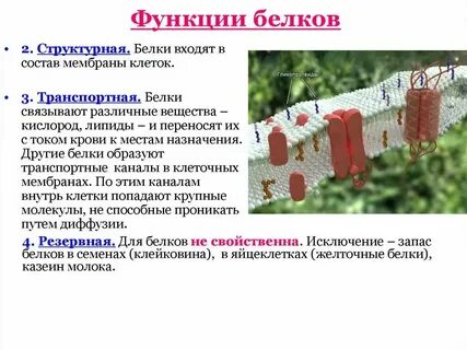 Какую функцию выполняют белки в мембране клетки