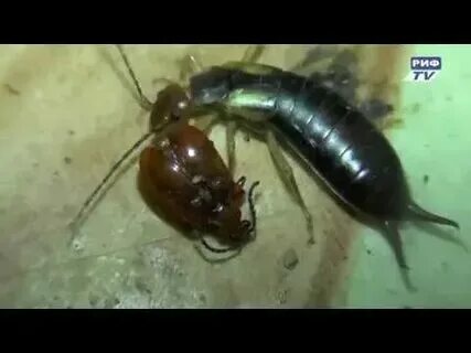 Двухвостка может залезть в ухо