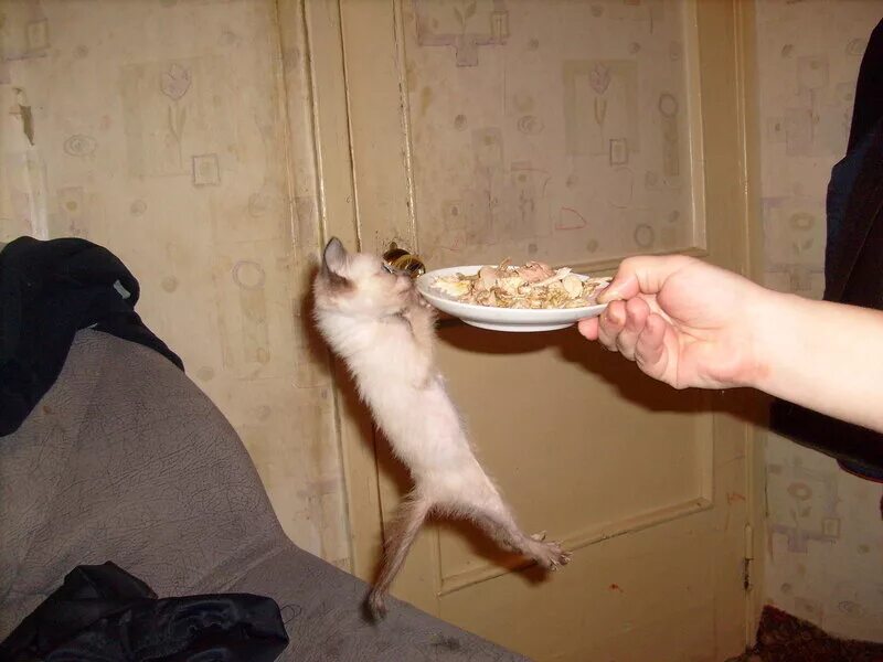 кот жрать прикол. покушай обязательно. в любой непонятной ситуации. мемы про крем для рук. покушай обязательно.