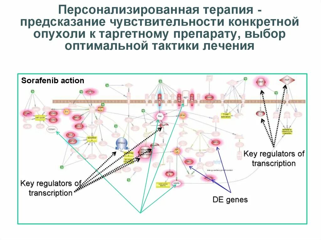 Персонализированная терапия. Персонализированная терапия в онкологии. Персонализированная медицина в онкологии. Таргетная терапия опухолей. Цитогенетическая терапия в онкологии в москве