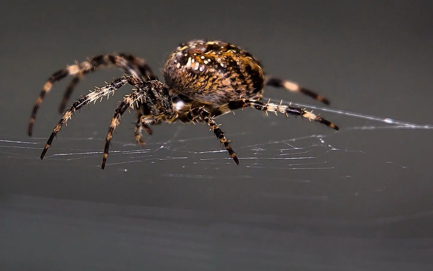 Большие пауки. К чему снятся пауки. К чему снятся пауки. Паук тарантул. Паук минеус фото.