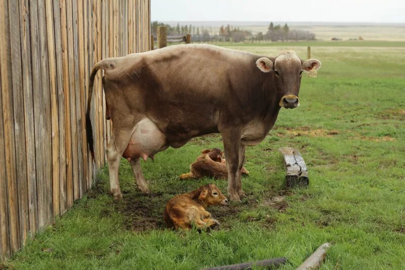 Колики у теленка. Молочные коровы. Самая молочная корова. Подготовка коров к доению.