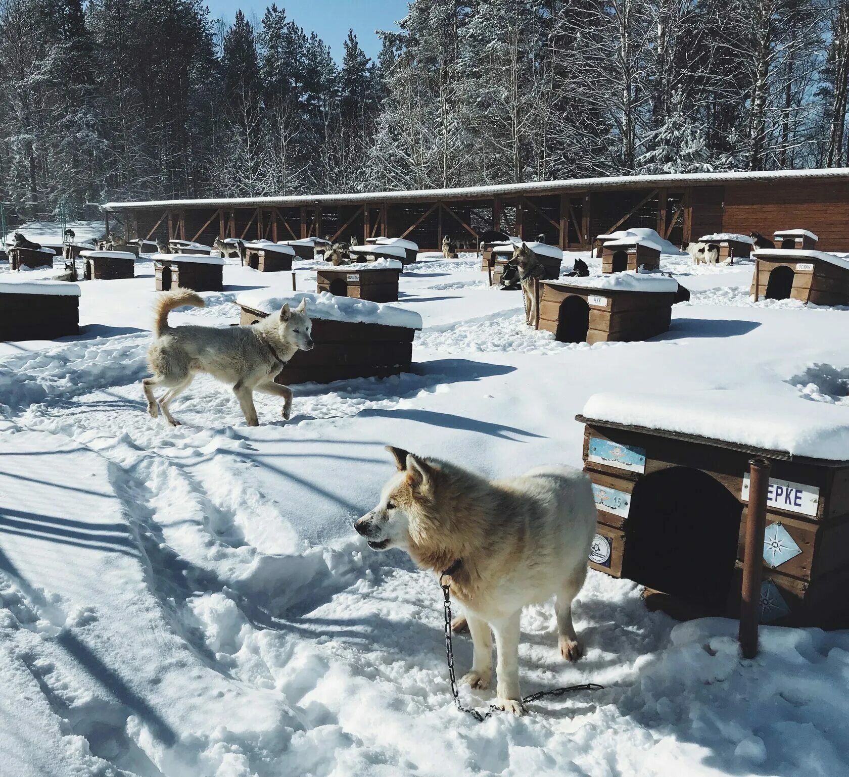 Хаски МОА Карелия. Эко-комплекс "Husky MOA". Эко-комплекс Husky MOA В Карелии. Питомник хаски в Карелии матросы.