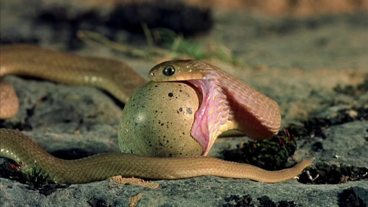 Видео яйца змеи. Африканский ЯЙЦЕЕД.