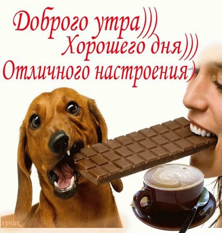 Прекрасного утра и хорошего настроения прикольные картинки. Открытки с добрым утром прикольные. Доброе утро хорошего дня прикольные. Отличного дня и отличного настроения. Картинки с добрым утром при.