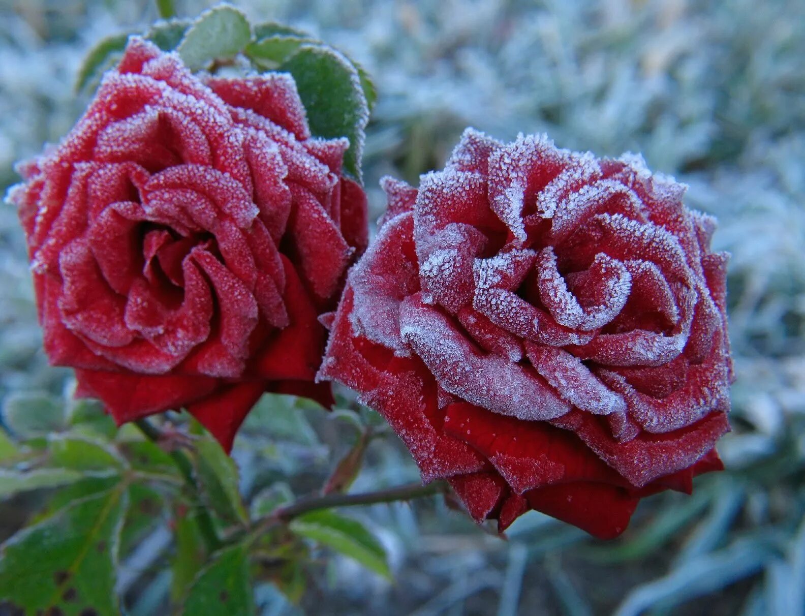 Красные цветы зимние розы. Фрозен Саммерхаус роза. Роза Вулканика. Арктическая роза. Роза Фроузен саммер.