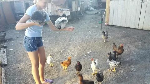Любовь и курица