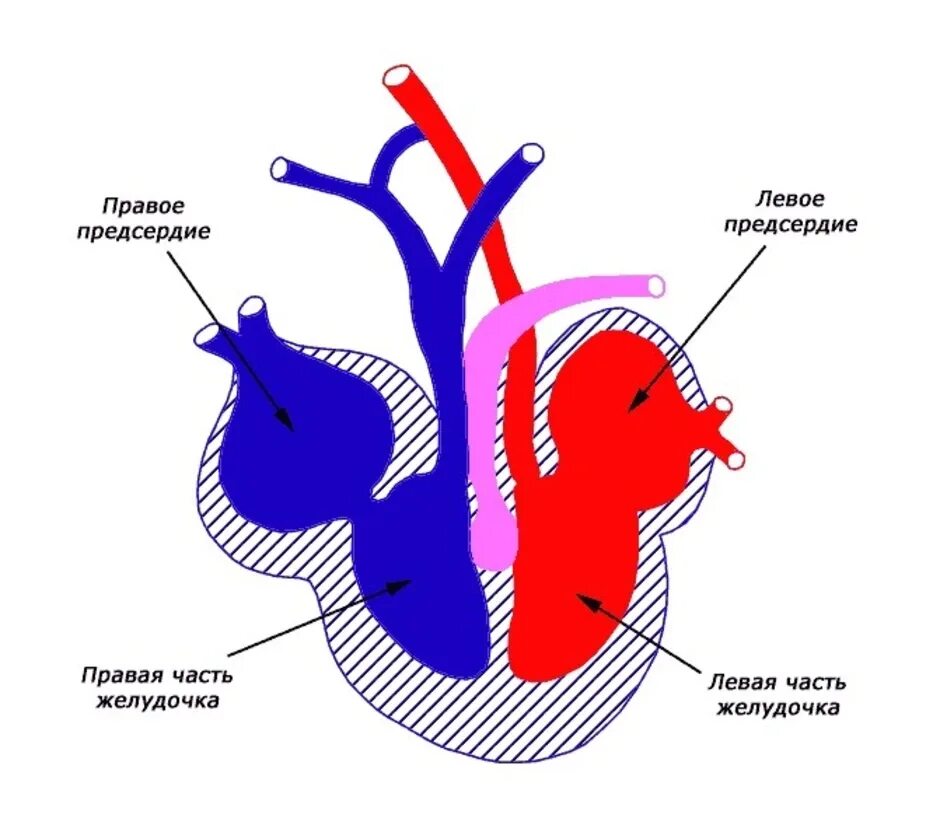 Схема строения сердца рептилий. Трёхкамерное сердце строение. Строение сердца пресмыкающихся. Строение сердца пресмыкающегося схема.