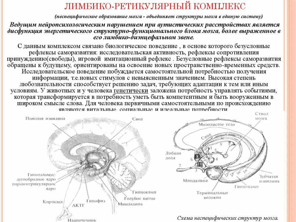 Лимбико-гипоталамо-ретикулярный синдром. Лимбико-ретикулярный комплекс структуры. Симптомы поражения лимбико-ретикулярной системы. Лимбико-гипоталамический комплекс. Неспецифические изменения мозга