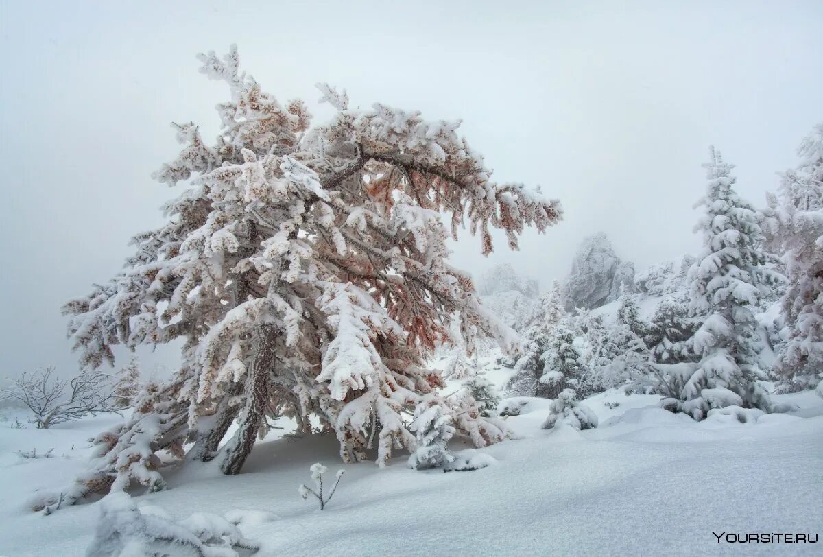 Впр на склоне зимы веселее становится февральский. Зима на опушке. Опушка леса зимой. Лес зимой опушка деревья в снегу. Ели в лесу зима на опушке.