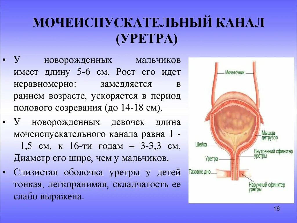 Цилиндрический эпителий в уретре у женщин. Микроскопия мазка на микрофлору. Уретра палочковая. Лейкоциты в мазке на флору уретра норма. Исследование гинекологического мазка норма.