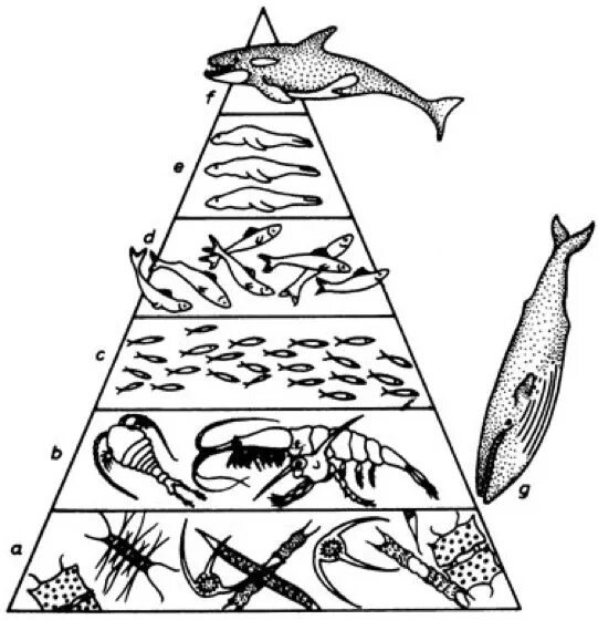 Фитопланктон зоопланктон пищевая цепь. Зоопланктон схема. Ферма фитопланктона. Пищевая цепь зоопланктона.