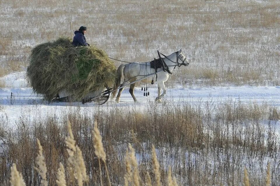 Лошадь сено в день. Лошадь сенокос волокуша. Лошадь с санями сеном. Сено для лошади на зиму. Конь с сеном.