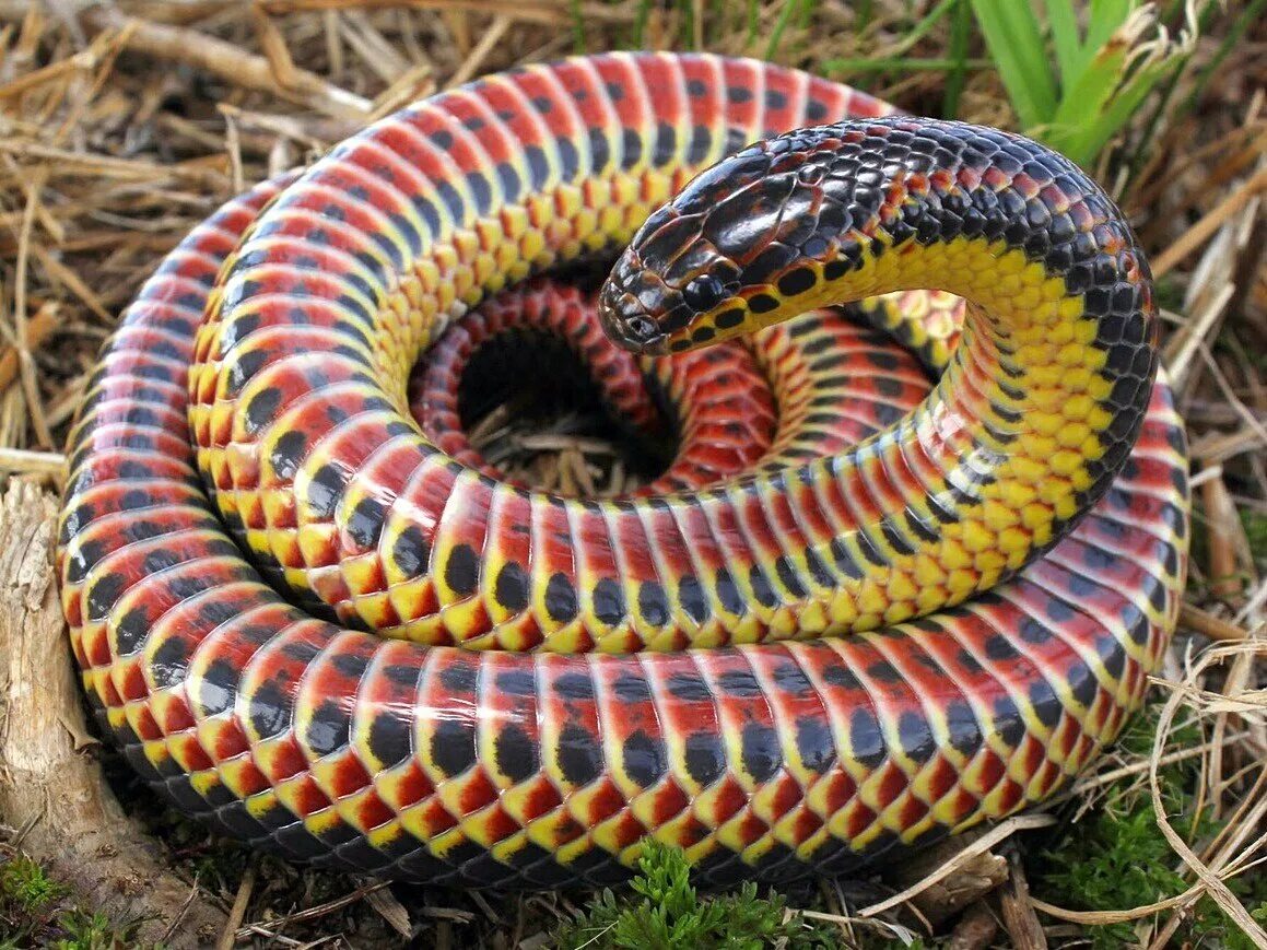 Типа змейка. Красноточечная иловая змея. Королевская ошейниковая змея. Farancia erytrogramma змея. Лучистая змея Xenopeltis Unicolor.