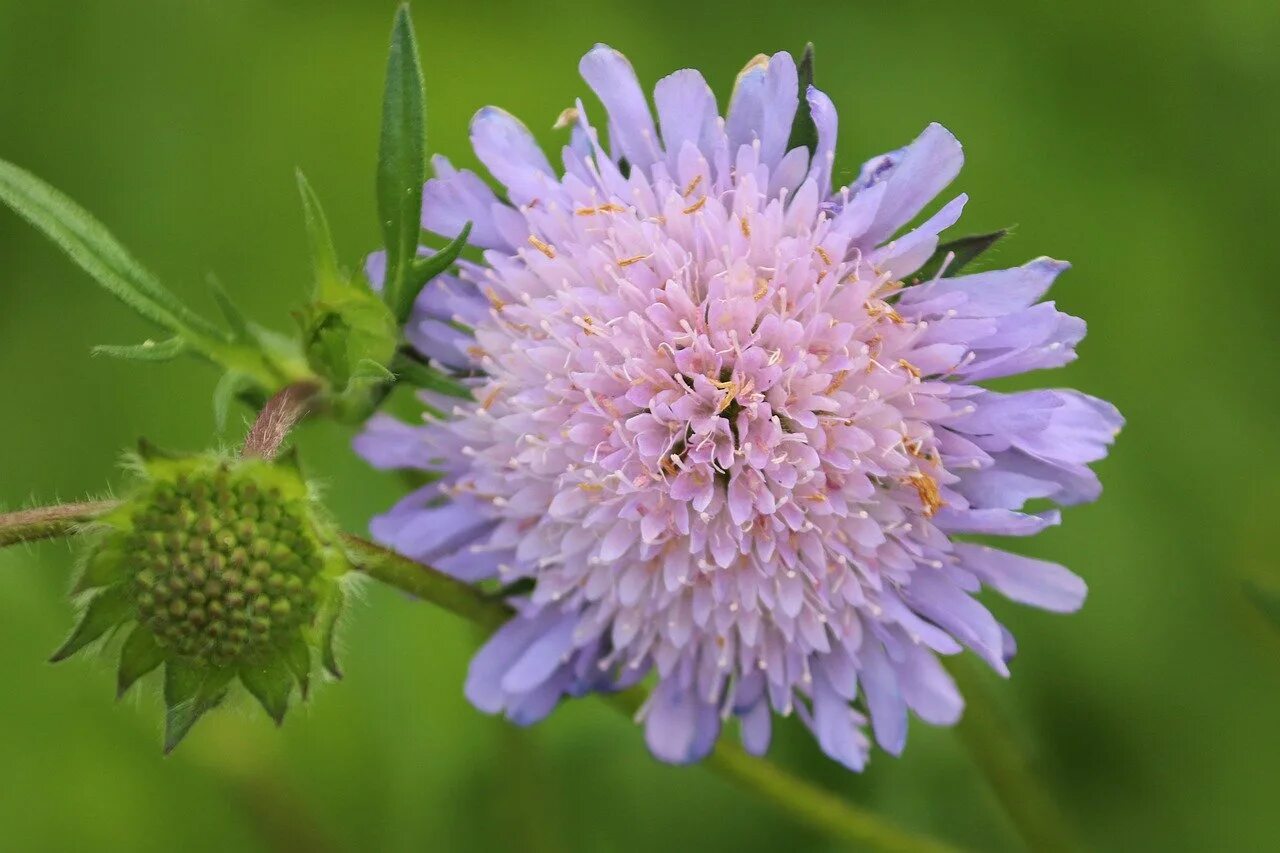 Короставник фото. Короставник полевой (Knautia arvensis). Короставник татарский. Скабиоза (короставник полевой). Короставник и Клевер.