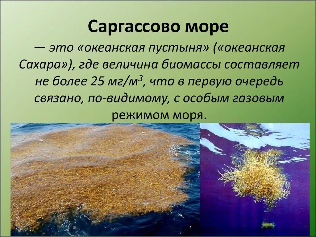 Биомасса фитопланктона в теплых морях больше. Атлантический океан Саргассово море. Саргассово море водоросли саргассум. Саргассово море бурые водоросли. Саргассы в Саргассовом море.