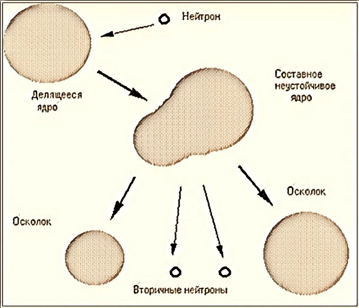 Строение ядра биология. Как сделать ядра. Ядро клетки строение и функции. Как сделать ядра. Как сделать ядра.