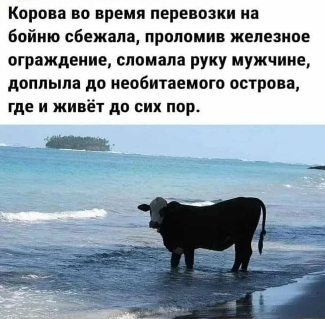 Корова прикол. Корова сбежала. Даже коровы на море. Смешные фразы про коров.