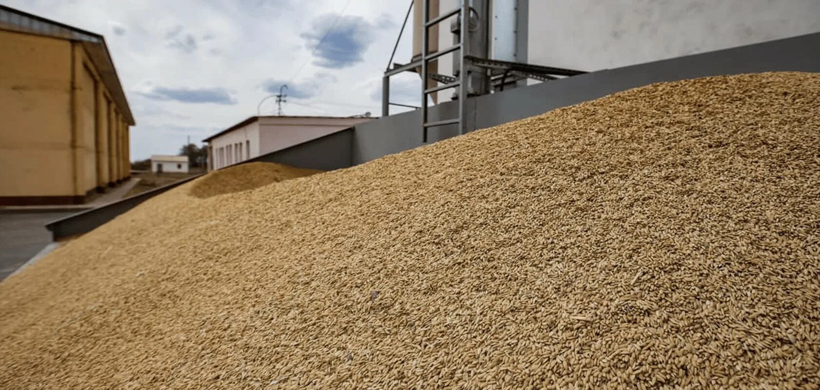 Пшеница продовольственная. Barley based food. Реализация зерна. Запасы зерна. Пшеница.