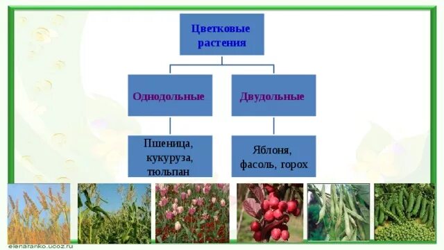 Однодольные растения горох