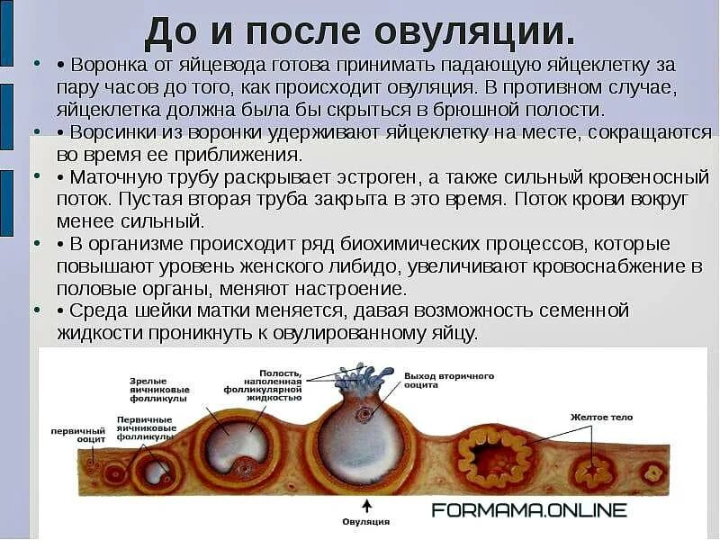 Через сколько оплодотворяется яйцеклетка после акта. Сколько живёт яйцеклетка после овуляции. сколько после овуляции живет яйцеклетка и способна к оплодотворению. период жизнедеятельности яйцеклетки после овуляции. как кпроисходит овуляция.