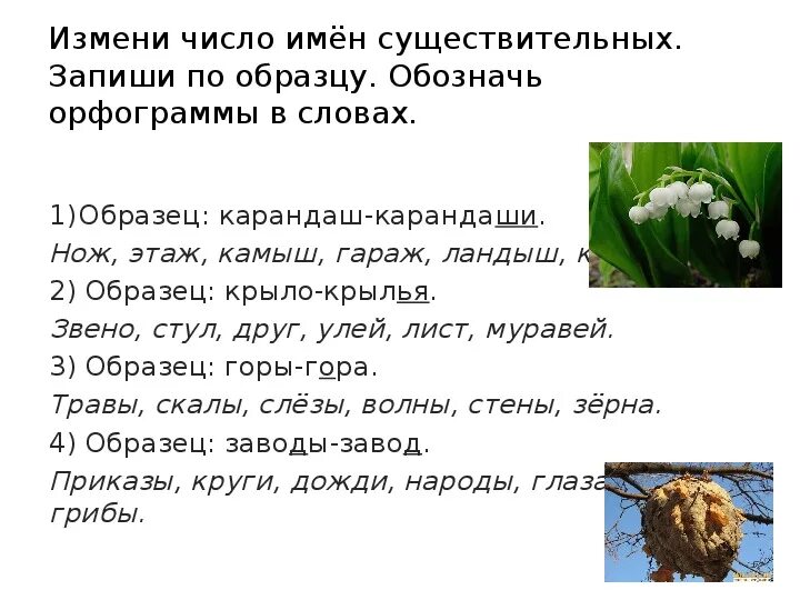 Коньки в единственном числе. Число имен существительных. Слово очки изменяется по числам. Буква н ножницы картинки. Измени число существительных 1 класс карточка.