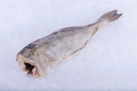 Рыба северянка 6 букв