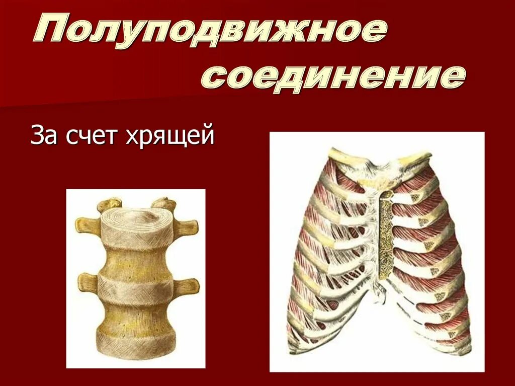 Кости полуподвижное соединение пример. Полуподвижное соединение костей. Полуподвижные соединения. Полуподвижное соединение хрящей. Ребра и Грудина подвижные или полуподвижные.