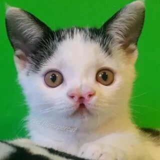 Пасть котенка