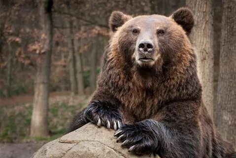 Поставь животный мир