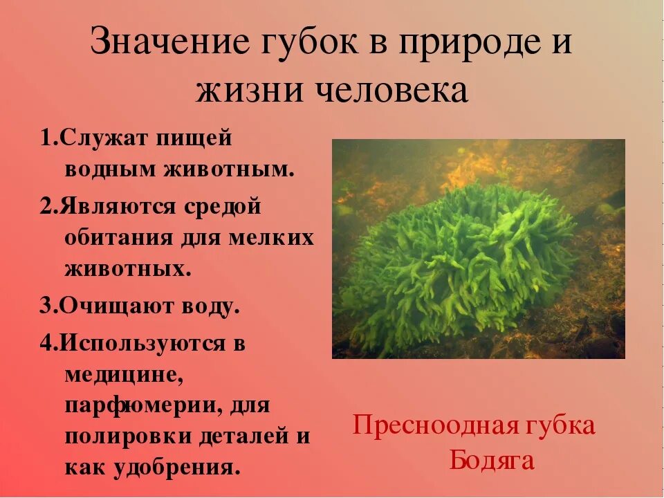 Каково значение агросообществ в жизни человека кратко. Значение губок. Значение губок в природе. Значение губок в природе и жизни. Значение губок в жизни человека.